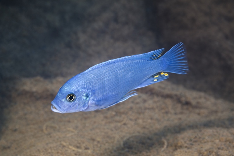 Maylandia zebra 'Hai Reef'